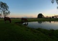 Horses on a pond. Royalty Free Stock Photo