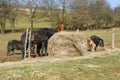 Horses and poneys in a pasture by a sunny winter day Royalty Free Stock Photo