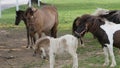 Horses, Ponies and Miniature Ponies playing and Grazing in the Amish Field Royalty Free Stock Photo