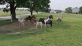 Horses, Ponies and Miniature Ponies playing and Grazing in the Amish Field Royalty Free Stock Photo