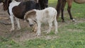 Horses, Ponies and Miniature Ponies playing and Grazing in the Amish Field Royalty Free Stock Photo