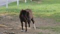 Horses, Ponies and Miniature Ponies playing and Grazing in the Amish Field Royalty Free Stock Photo