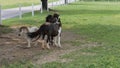 Horses, Ponies and Miniature Ponies playing and Grazing in the Amish Field Royalty Free Stock Photo