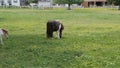 Horses, Ponies and Miniature Ponies playing and Grazing in the Amish Field Royalty Free Stock Photo