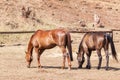 Horses ponies paddock Closeup Royalty Free Stock Photo