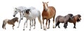 Horses and ponies Royalty Free Stock Photo