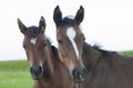 Horses portrait.