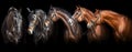 Horses portrait on black background Royalty Free Stock Photo