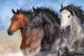 Horses portrait in dust Royalty Free Stock Photo