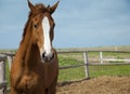 Horses portrait / farm