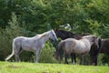 Horses in denmark scandinavia Royalty Free Stock Photo