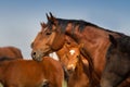 Horses portrait in herd Royalty Free Stock Photo