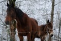 Horses portrait in Kolmarden, Ostergotland, Sweden