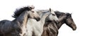 Horses portrait in motion Royalty Free Stock Photo