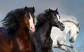 Horses portrait outdoor Royalty Free Stock Photo