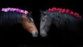 Horses portrait with pion flowers