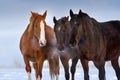 Horses portrait in winter