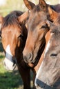 Horses portrat Royalty Free Stock Photo