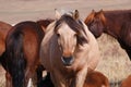 Horses in prairie Royalty Free Stock Photo