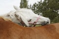 Horses preen Royalty Free Stock Photo