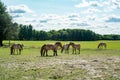 Horses of Przewalski in an open area with green grass near the forest. Sunny day. Blue skies