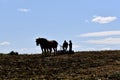 Horses pulling a disk in corn filed stubble