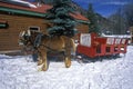 Horses pulling sleigh in snow during holidays, Lazy Z Ranch, Aspen, Maroon Bells, CO