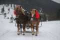 Horses pulling the sleigh in winter Royalty Free Stock Photo