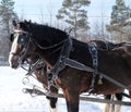 Horses pulling a sleigh through the woods