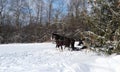 Horses pulling a sleigh through the woods Royalty Free Stock Photo