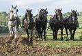 Horses Pulling Together as a Team Royalty Free Stock Photo