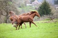 Horses Quarter Horse running free in meadow and kick another horse Royalty Free Stock Photo