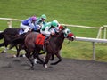 Horses race towards the finish-line running