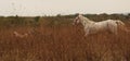 Horses racing in the meadow Royalty Free Stock Photo