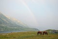 Horses and rainbow