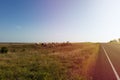 Horses in a ranch along a farm road in rural Texas at sunset, USA