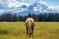 Horses on a Ranch in Central Oregon with the Cascade Mountains Royalty Free Stock Photo