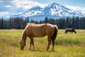 Horses on a Ranch in Central Oregon with the Cascade Mountains Royalty Free Stock Photo