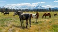 Horses on a Ranch in Central Oregon with the Cascade Mountains Royalty Free Stock Photo