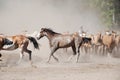 Horses of a ranch with gauchos in Buenos Aires