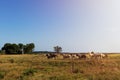 Horses in a ranch with an old barn in the background in rural Texas at sunset, USA Royalty Free Stock Photo