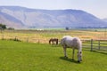 Horses at ranch Royalty Free Stock Photo
