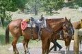 Horses ready for riding