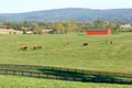 Horses and red barn Royalty Free Stock Photo