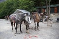 Horses at the Chileno mountain shelter at the Torres del Paine National Park, Chilean Patagonia, Chile Royalty Free Stock Photo