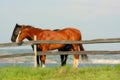 Horses Relaxing on a Summer Afternoon