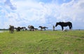 Horses rest on the meadow. Royalty Free Stock Photo