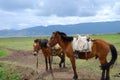 Horses rest in meadow Royalty Free Stock Photo