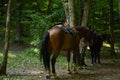 Horses rest under the saddle at a halt. Several bay horses are tied to a tree and stand in the shade under the trees. The horses, Royalty Free Stock Photo