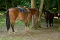 Horses rest under the saddle at a halt. Several bay horses are tied to a tree and stand in the shade under the trees. The horses, Royalty Free Stock Photo